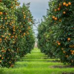 Como os Sensores de Umidade Estão Revolucionando o Cultivo de Frutas no Brasil